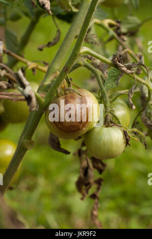 Krankheiten der Tomate. Tomaten befallen Phytophthora (Phytophthora Infestans) im Gemüsegarten hautnah. Kampf gegen Phytophthora. Stockfoto