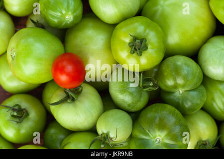 Tomaten. Eine rote reife Tomate auf unreife Tomaten Draufsicht. Hintergrund von grünen Tomaten mit einer roten Tomate. Rote und grüne Tomaten. Stockfoto