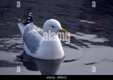 Möwe im Wasser schwimmen Stockfoto