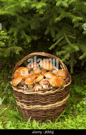 Essbare Pilze im Wald. Frische Speisepilze im Weidenkorb unter dem Tannenbaum im Herbst Wald, in der Nähe auf. Stockfoto