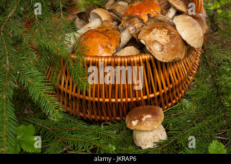 Frische essbare kleine Pilze Steinpilze in der Nähe von Weidenkorb mit Pilzen unter Tanne Baum im Herbst, in der Nähe. Pilze im Korb: Braune Haube Steinpilzen Stockfoto