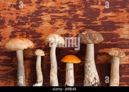 Wald und Wild Mushroom. Frische Speisepilze braune Haube Steinpilzen (Leccinum Scabrum) und eine Orange-Cap Steinpilzen auf hölzernen Hintergrund, Ansicht von oben. Mushr Stockfoto