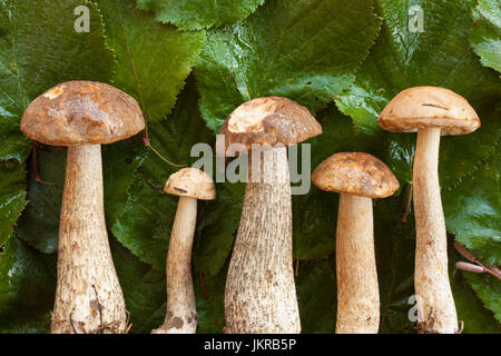 Wald und Wild Mushroom. Frische Pilze essbare Nass Braun Cap Steinpilze (Leccinum scabrum) auf Grün Nass Haselnuss Blätter Hintergrund, Ansicht von oben. Stockfoto