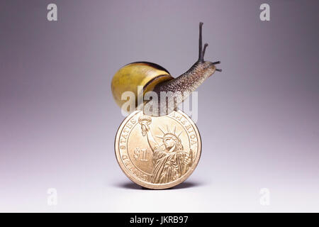Schnecke auf einem US-Dollar-Münze vor grauem Hintergrund Stockfoto