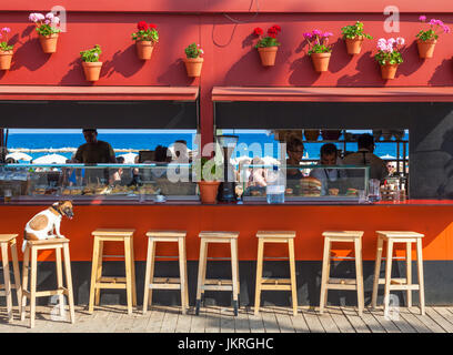 Barcelona Spanien Catalunya spanischen Strandbar mit Hund auf Hocker Spanien Strandbar Barceloneta Strand Barcelona Spanien Katalonien genausoviel eu Stockfoto