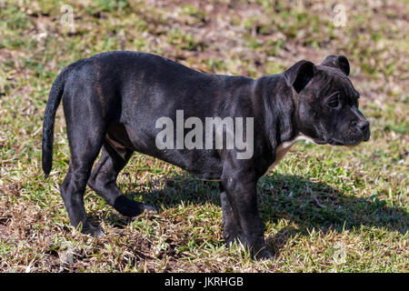 Junge männliche schwarze Staffordshire Bull Terrier Welpe stehend auf trockenem Rasen Hintergrund im Hausgarten Stockfoto