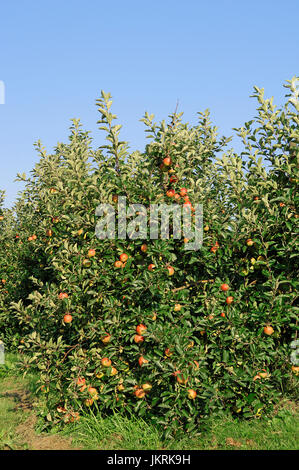 Apfelbaum mit Früchten, Niedersachsen, Deutschland / (Malus Domestica) | Apfelbaum Mit Fruechten, Altes Land, Niedersachsen, Deutschland Stockfoto