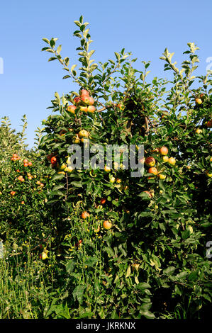 Apfelbaum mit Früchten, Niedersachsen, Deutschland / (Malus Domestica) | Apfelbaum Mit Fruechten, Altes Land, Niedersachsen, Deutschland Stockfoto