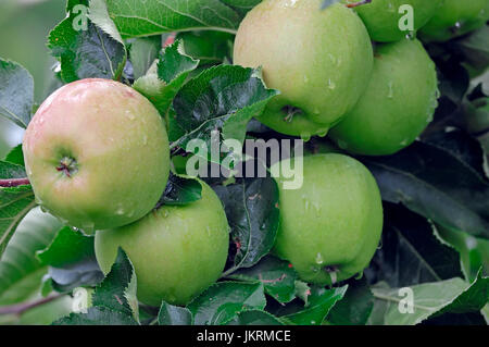 Äpfel am Baum, Niedersachsen, Deutschland / (Malus Domestica) | Aepfel bin Baum, Altes Land, Niedersachsen, Deutschland Stockfoto