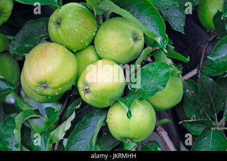 Äpfel am Baum, Niedersachsen, Deutschland / (Malus Domestica) | Aepfel bin Baum, Altes Land, Niedersachsen, Deutschland Stockfoto