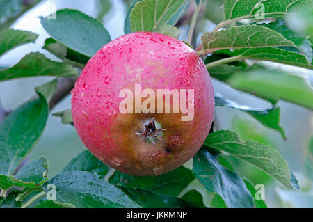 Apfel am Baum, Niedersachsen, Deutschland / (Malus Domestica) | Apfel am Baum, Altes Land, Niedersachsen, Deutschland Stockfoto