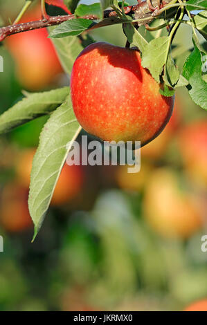 Apfel am Baum, Niedersachsen, Deutschland / (Malus Domestica) | Apfel am Baum, Altes Land, Niedersachsen, Deutschland Stockfoto