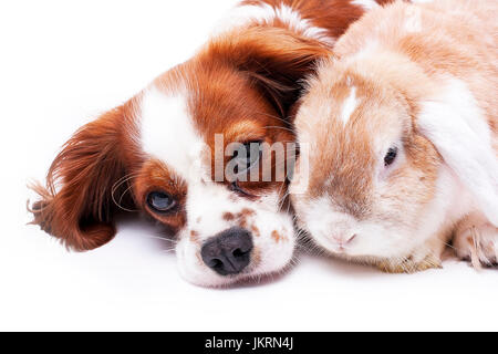 Tierfreunde. Haustier Feinde oder echte Freundschaft kann wahr sein? Hund und Hase zusammen lop. Cavalier King Charles Spaniel Fotos. Stockfoto