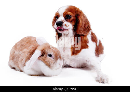 Tierischen Freunden. pet Feinde oder Echte Freundschaft kann wahr sein? Hund und Lop bunny Kaninchen zusammen. Cavalier King Charles Spaniel Fotos. Stockfoto