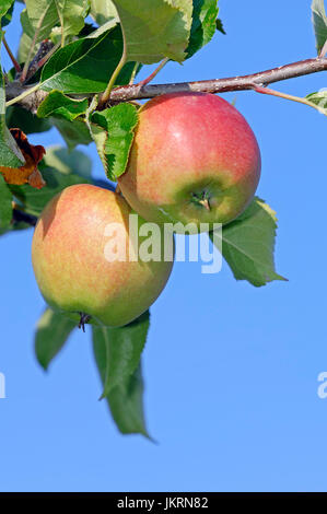 Äpfel am Baum, Niedersachsen, Deutschland / (Malus Domestica) | Aepfel bin Baum, Altes Land, Niedersachsen, Deutschland Stockfoto