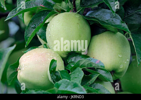 Äpfel am Baum, Niedersachsen, Deutschland / (Malus Domestica) | Aepfel bin Baum, Altes Land, Niedersachsen, Deutschland Stockfoto