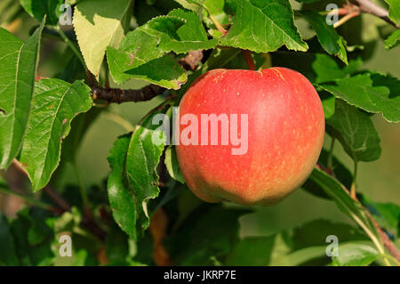 Apfel am Baum, Niedersachsen, Deutschland / (Malus Domestica) | Apfel am Baum, Altes Land, Niedersachsen, Deutschland Stockfoto