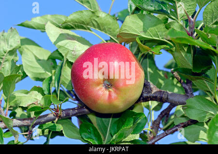 Apfel am Baum, Niedersachsen, Deutschland / (Malus Domestica) | Apfel am Baum, Altes Land, Niedersachsen, Deutschland Stockfoto