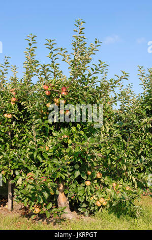 Apfelbaum mit Früchten, Niedersachsen, Deutschland / (Malus Domestica) | Apfelbaum Mit Fruechten, Altes Land, Niedersachsen, Deutschland Stockfoto