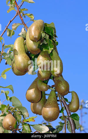 Birnen am Baum, Niedersachsen, Deutschland / (Pyrus Communis) / Birne |  Birnen am Baum, Altes Land, Niedersachsen, Deutschland Stockfoto