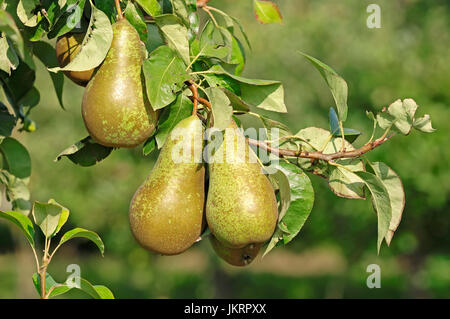 Birnen am Baum, Niedersachsen, Deutschland / (Pyrus Communis) / Birne |  Birnen am Baum, Altes Land, Niedersachsen, Deutschland Stockfoto