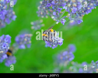 Garten Bumblebee Bombus Hortorum Fütterung auf Garten Lavendel Sommer Stockfoto