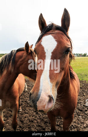 Nahaufnahme der braunen Pferd vorwärts schauen und ein anderes Pferd im Hintergrund Stockfoto