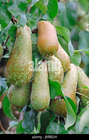 Birnen am Baum, Niedersachsen, Deutschland / (Pyrus Communis) / Birne |  Birnen am Baum, Altes Land, Niedersachsen, Deutschland Stockfoto