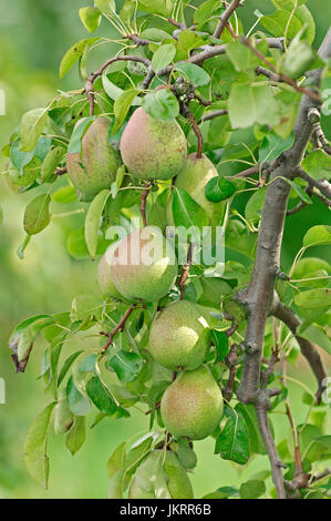 Birnen am Baum, Niedersachsen, Deutschland / (Pyrus Communis) / Birne |  Birnen am Baum, Altes Land, Niedersachsen, Deutschland Stockfoto