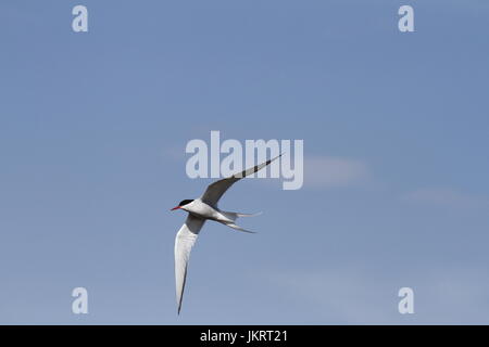 Küstenseeschwalbe (Sterna Paradisaea) fliegen über dem Wasser mit ausgestreckten Flügeln Stockfoto