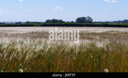 Am Rand des Bodmin Moor, Sommerbrise um die Mittagszeit. Stockfoto