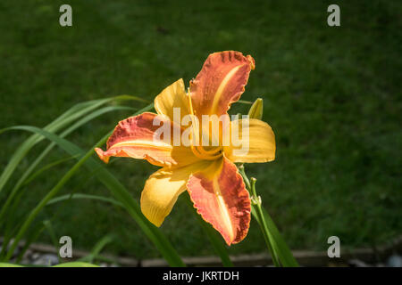 Hemerocallis Frans Hals, Taglilie, Taglilien, in Blüte. Stockfoto