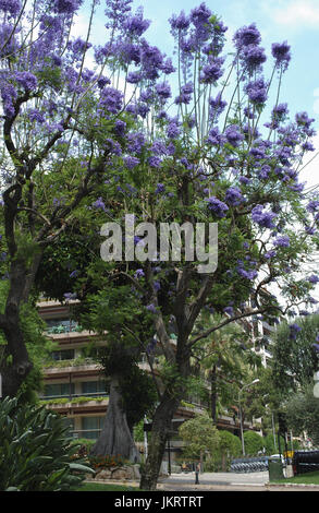 Jacaranda Mimosifolia Baum blau Blumen blühen. Stockfoto