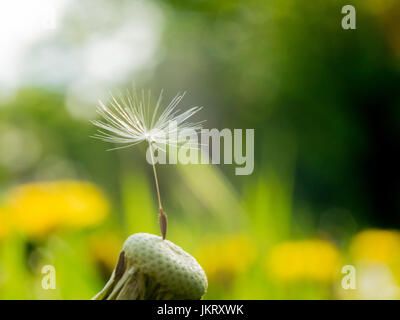 Löwenzahn letzte Samen eines Fallschirms auf einer Blume ist ein Symbol für Einsamkeit oder Ausdauer und Tapferkeit. Der Löwenzahn Fallschirm hat in einem Netz stecken Stockfoto