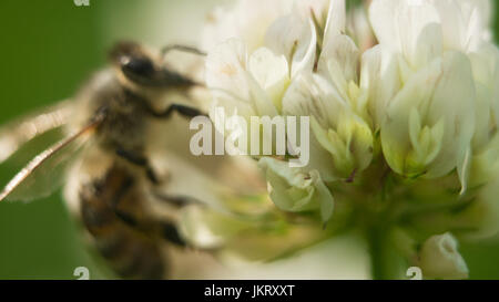 Biene bei der Arbeit auf weißer Klee Blüte sammeln Pollen A vier Blätter Klee Stockfoto