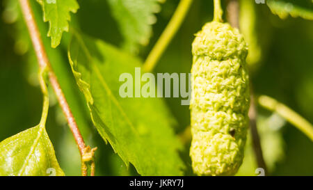 Helle Birkenzweige mit Knospen im Sonnenlicht Stockfoto