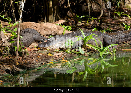 Amerikanische Alligatoren (Alligator mississippiensis) Aalen, Big Cypress Bend, Fakahatchee Strand, Florida, USA Stockfoto