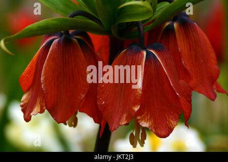 Imperial Crown Tulpen Stockfoto