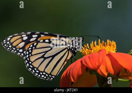 Monarchfalter auf Tithonia Diversifolia oder mexikanische Sonnenblume. Der Monarch ist ein Milkweed Butterfly in der Familie Nymphalidae Stockfoto