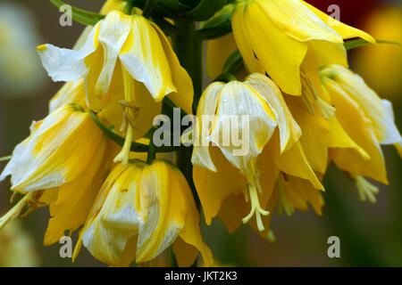 Imperial Crown Tulpen Stockfoto