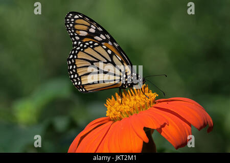 Monarchfalter auf Tithonia Diversifolia oder mexikanische Sonnenblume. Der Monarch ist ein Milkweed Butterfly in der Familie Nymphalidae Stockfoto