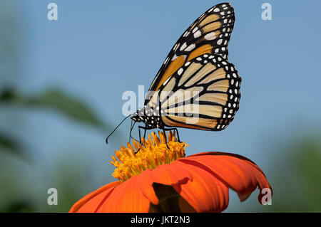 Monarchfalter auf Tithonia Diversifolia oder mexikanische Sonnenblume. Der Monarch ist ein Milkweed Butterfly in der Familie Nymphalidae Stockfoto