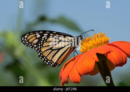 Monarchfalter auf Tithonia Diversifolia oder mexikanische Sonnenblume. Der Monarch ist ein Milkweed Butterfly in der Familie Nymphalidae Stockfoto