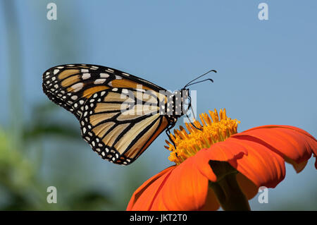 Monarchfalter auf Tithonia Diversifolia oder mexikanische Sonnenblume. Der Monarch ist ein Milkweed Butterfly in der Familie Nymphalidae Stockfoto