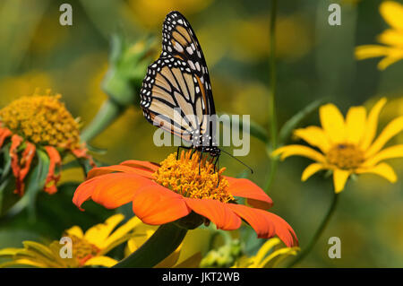 Monarchfalter auf Tithonia Diversifolia oder mexikanische Sonnenblume. Der Monarch ist ein Milkweed Butterfly in der Familie Nymphalidae Stockfoto