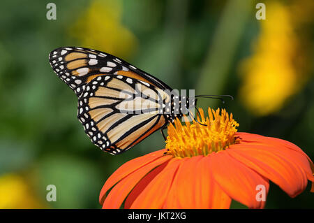 Monarchfalter auf Tithonia Diversifolia oder mexikanische Sonnenblume. Der Monarch ist ein Milkweed Butterfly in der Familie Nymphalidae Stockfoto