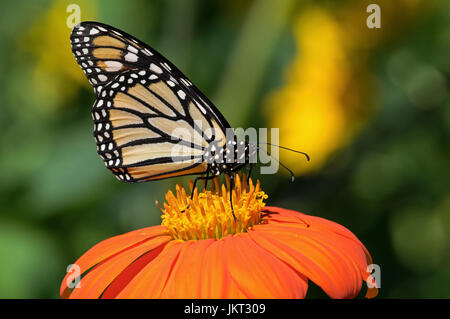 Monarchfalter auf Tithonia Diversifolia oder mexikanische Sonnenblume. Der Monarch ist ein Milkweed Butterfly in der Familie Nymphalidae Stockfoto