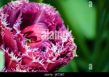 Fransen Frühjahr Tulpen Stockfoto