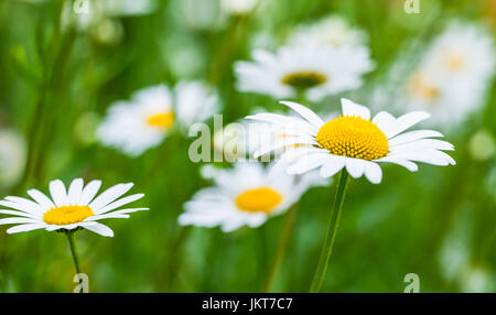 Kamillen, Sommerblumen Hintergrund Foto mit selektiver Weichzeichner Stockfoto