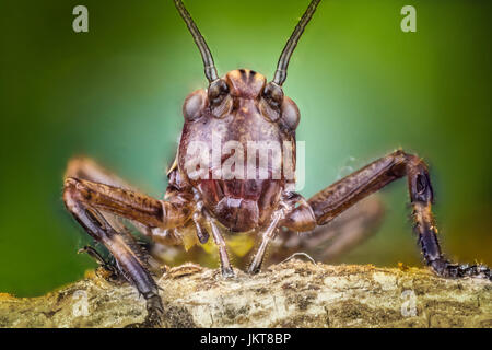 braune Ensifera auf grünem Hintergrund extreme Makro oder Mikro-Fotografie Stockfoto